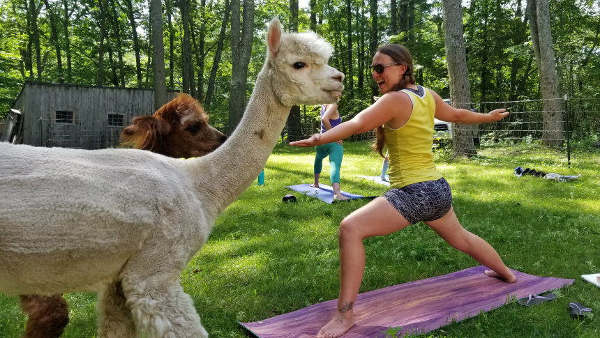 Woman in yoga warrior pose with alpaca in front of her